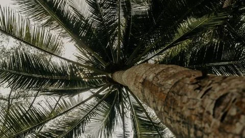 View of the palm tree from below. 스톡 사진