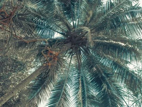 View of the palm tree from below. Fotos de archivo