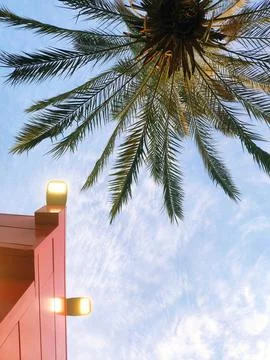 View of the palm tree from below. Vertical photo. Stock Photos