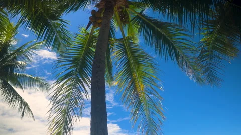 View of Palm Tree Branches Against a Blue Sky and Clouds Stock Footage 270314285