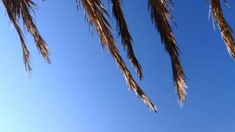 View of a palm tree branches swaying against a blue sky during a windy day. Stock Photos