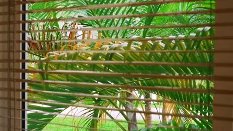 View of palm tree branches through window with blinds. Relax in hotel in tropics Stock-Footage 220187245