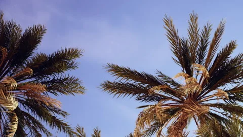 View of palm tree branches under clear sky in outdoor setting during day Stock Footage 340221522