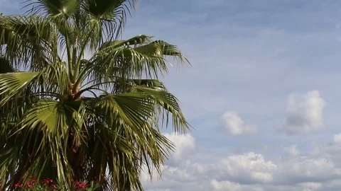 View of palm tree with cloudy sky background. Branches swing by wind in summer. Stock Footage 74850773