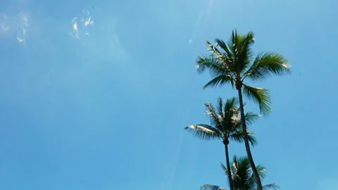 View on a palm tree crown as wind blows the leaves  Stock Footage 135818529
