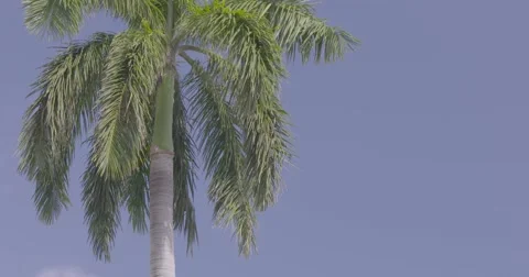View of palm tree Stock Footage 61085492