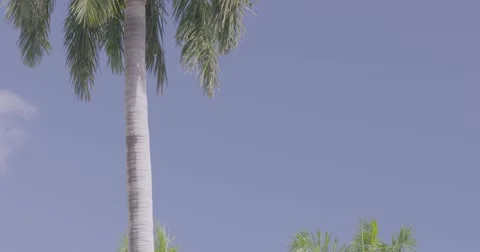 View of palm tree Stock Footage 61085496