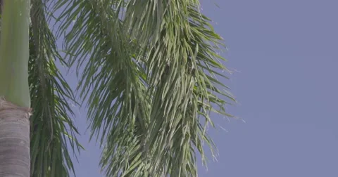 View of palm tree Stock Footage 61085501