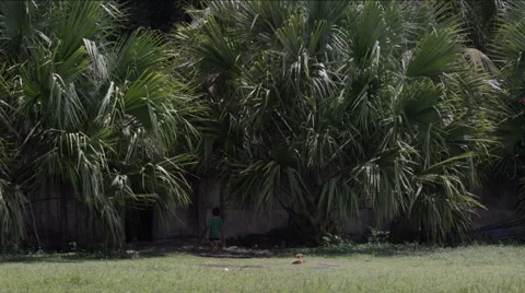 View of palm tree in park Stock Footage 63056520