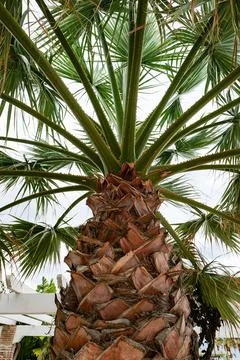 View of palm tree, stem and branches,leaves from a low angle 写真素材