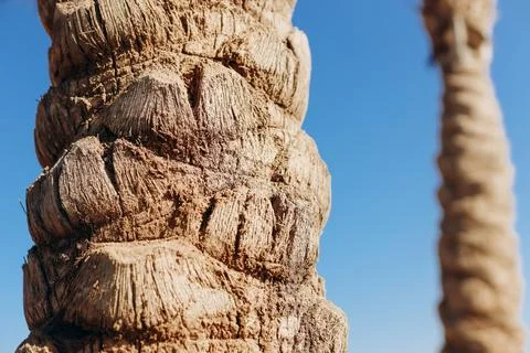 View of the palm tree, the stem of the palm bark Stock Photos