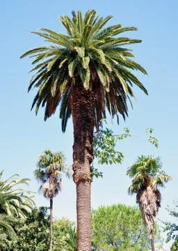 View of palm tree in summer Stock Photos