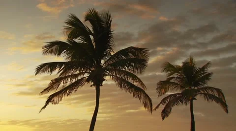 View of palm tree at sunset Stock Footage 60690863