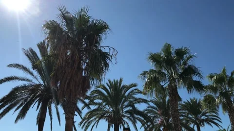 View of palm tree tops in contrast with beautiful blue spanish sky Stock Footage 132031056