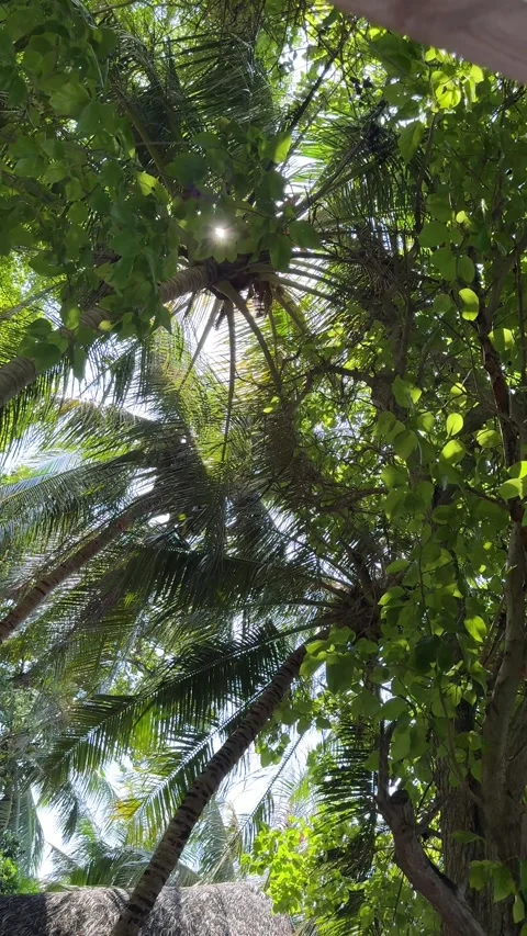 View of palm tree tops in tropical garden, sun shining through leaves Stock Footage 309175638
