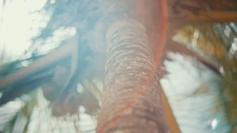 View of palm tree trunk at Playa Nueva Romana, Dominican Republic. Vidéo 340641921