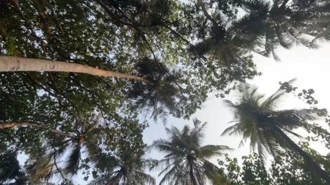 View on the palm trees above 스톡 동영상 330749989