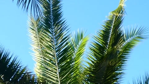 View of palm trees against blue sky, big leaves moving in warm wind on tropical Stock Footage 271626648