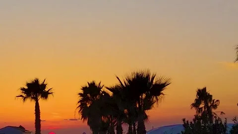 View of Palm Trees Against the Sunset Over the Ocean. Palm Trees. Stock Footage 243184185