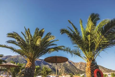 View of palm trees and beach parasols against mountain landscape and clear sky. Stock Photos