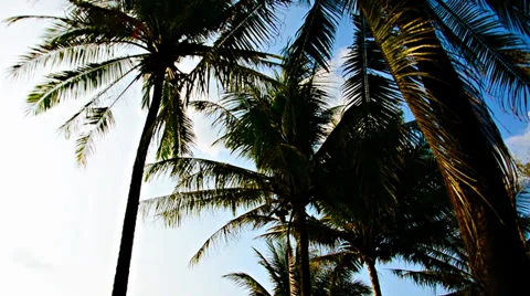 View of palm trees and blue sky Video stock 38282518