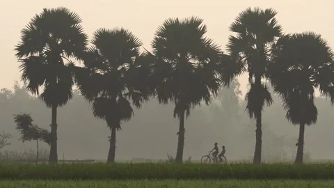 View of palm trees and a cyclist in the mist, Bangladesh. Video stock 335587527
