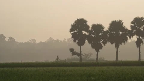 View of palm trees and a cyclist in the morning mist, Bangladesh. Video stock 335587691