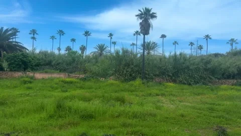 View of palm trees and green vegetation from a moving train window in Morocco. Stock Footage 331667828