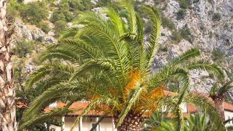 View of palm trees and mountains Stock Footage 119661122