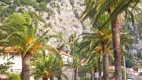 View of palm trees and mountains in Kotor Montenegro Video stock 121990930