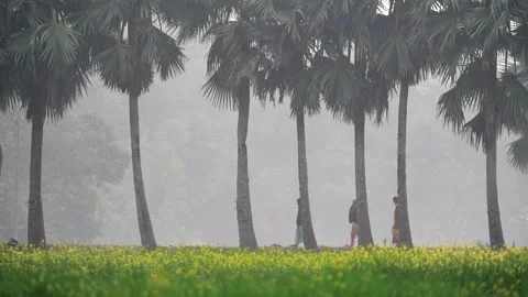 View of palm trees and mustard field in the mist, Bangladesh. Video stock 335598705