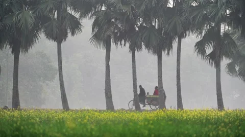 View of palm trees and a mustard field in the fog, Bangladesh. Vídeos de archivo 335598743