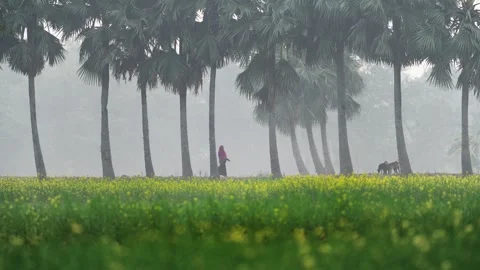View of palm trees and mustard field in Bogura, Bangladesh. Видео 335598861
