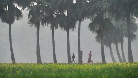 View of palm trees and mustard field in Bogura, Bangladesh. Stock Footage 335598919