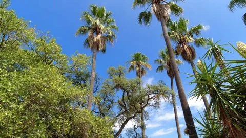 View of palm trees and path in Jardí Botànic Marimurtra in Blanes Stock Footage 249834737