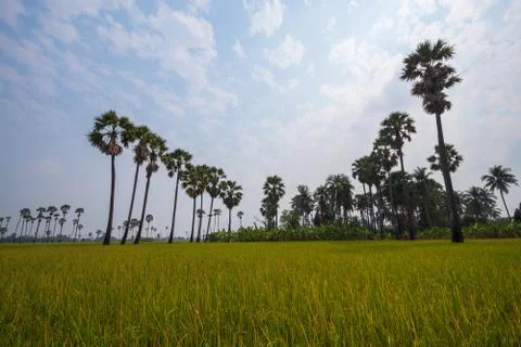 View of palm trees and rice fields under the blue sky. Stock Photos