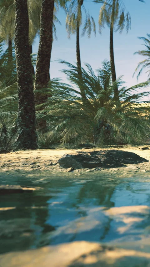 View of palm trees and water in a sunny desert area near a oasis Stock Footage 335233219