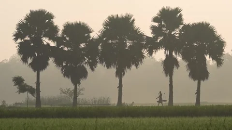 View of palm trees and a worker in a misty field, Bangladesh. 스톡 동영상 335587618