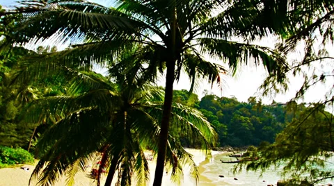 View of palm trees on the background of the beach Video stock 37118492
