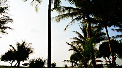 View of palm trees on the background horizon Video stock 38282447