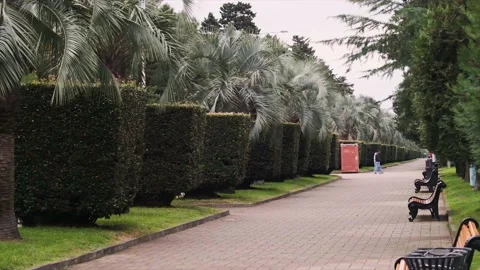 View of the palm trees at the beach area, slow motion video Stock Footage 220524349