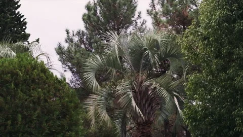 View of the palm trees at the beach area, slow motion video Stock Footage 220570520