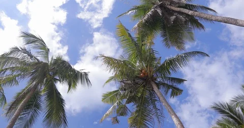 View of the Palm Trees on the beach, blue sky in paradise 스톡 동영상 129999019
