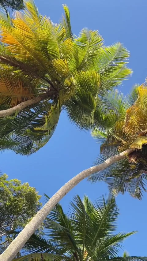 View of palm trees blowing in the wind Stock Footage 284796133