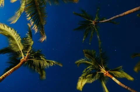 View of palm trees with blue starry sky Foto stock
