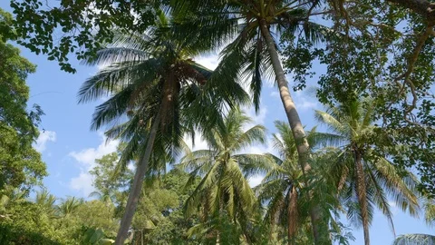 View on palm trees from bottom in shadow to the blue sky 動画素材 114921995