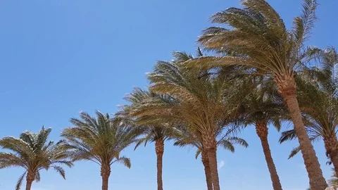 View of palm trees Stock Footage 108671402