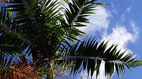 The view of palm trees Stock Footage 236224077