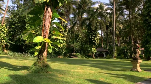 View of palm trees in garden Stock Footage 55571658