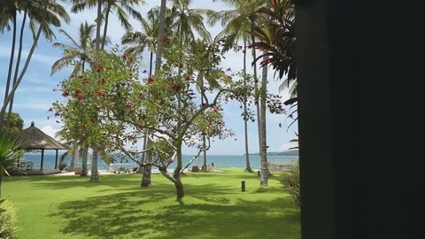 View of palm trees on lawn in front of swimming pool and ocean, Bali Stock Footage 77953267